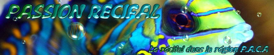 Forum P.A.C.A